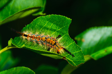 Caterpillar on a leaf. Orgiya antiqua moth