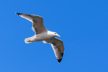 Seagull in flight