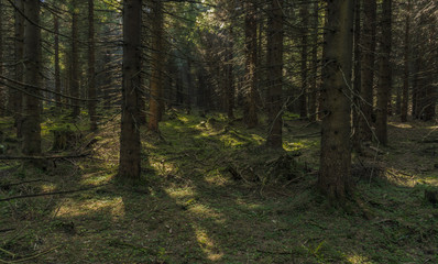 Forest in Jeseniky mountains in summer nice day