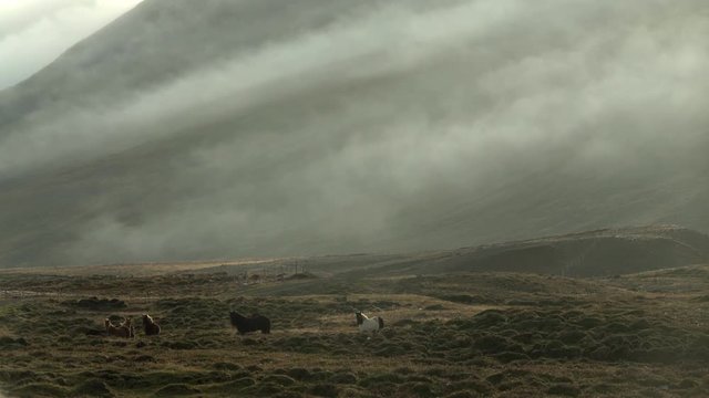 Horses in pasture under heavy fog rolling down mountains, Iceland.mov
