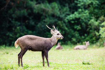 The deers in the wildlife sanctuary of Thailand.