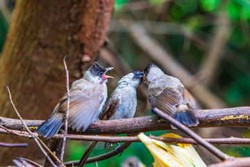 Three young warblers to singing  on the branch.