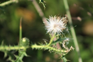 dandelion, flower, nature, plant, green, grass, summer, spring, white, seed, seeds, weed, macro, field, wind, thistle, meadow, flora, blowball, blossom, wild, fluffy, botany, close-up, beauty