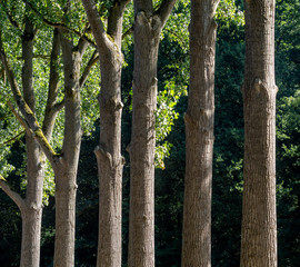 Row of monumental trees as part of the Ter Horst castle park in The Netherlands