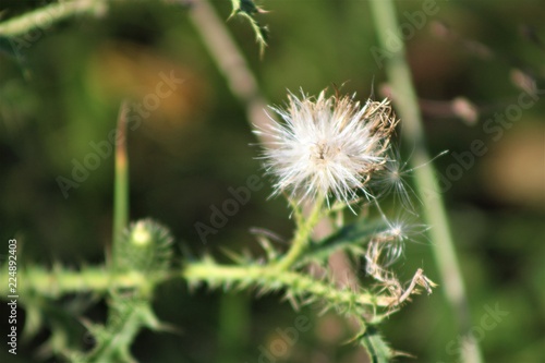 Dandelion Flower Nature Plant Green Grass Summer