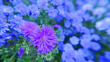 紫色の花～イングリッシュガーデン