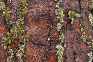 Tree bark texture with lichens