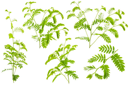 Tamarind leaves isolated on gray background with clipping path.