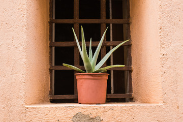 Fototapeta na wymiar Green potted plants in beautiful pot outdoor