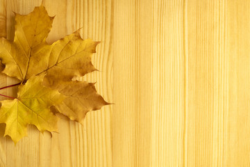 Naklejka na ściany i meble Maple tree leaf on a a wooden background.