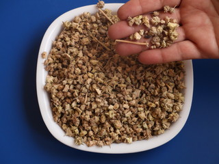 Tribulus terrestris fruit Gokhru,The seeds of devil's thorn (Tribulus terrestris plant) on white background, Gokhru Seeds on Wooden Background,Gokhru,Bindii,Tribulus terrestris