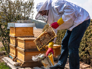 The beekeeper holds a honey cell with bees in his hands. Apiculture. Apiary