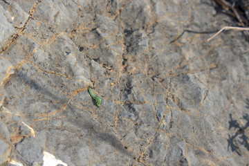 lizard on rock