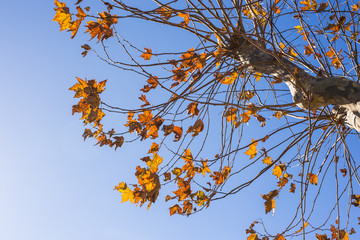Fall nature. Autumn tree leaves sky background