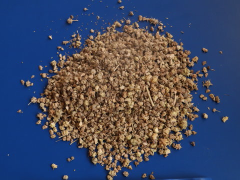 Tribulus terrestris fruit Gokhru,The seeds of devil's thorn (Tribulus terrestris plant) on white background, Gokhru Seeds on Wooden Background,Gokhru,Bindii,Tribulus terrestris