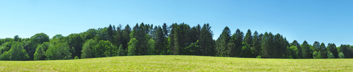 Obraz premium Skraj lasu latem - panorama