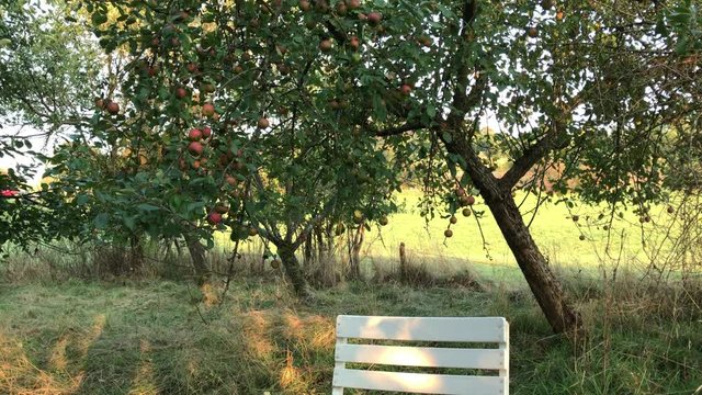 Auf einer Obstwiese im Sp&auml;tsommer ist ein Apfelbaum voller roter &Auml;pfel. Kameraschwenk nach rechts. Auf einem wei&szlig;en Stuhl steht ein antikes Tablett voller reifer Zwetschgen/Pflaumen.