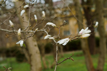 Magnolia spring. Magnolia flowers bloom on the branches.