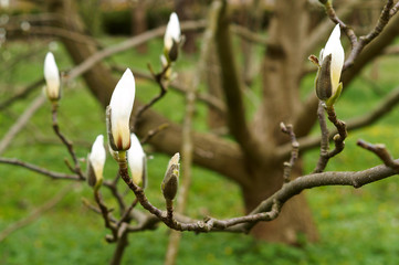 Magnolia spring. Magnolia flowers bloom on the branches.