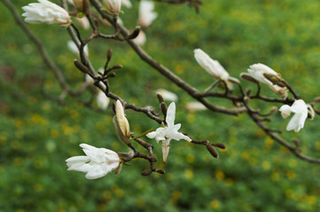 Magnolia spring. Magnolia flowers bloom on the branches.