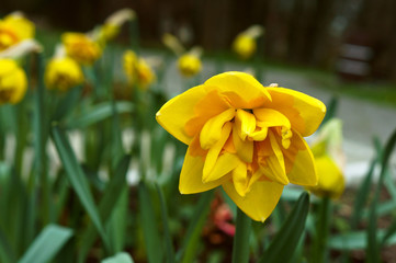 Obraz premium Narcissus yellow. Spring flowers are blooming.