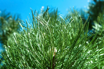 Needles of fir. Fir pine needle close-up.