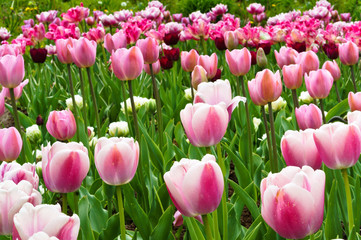 Pink tulips. Spring flowers tulips pink.