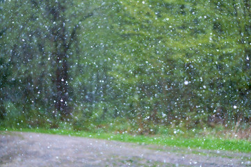 It's snowing in the woods in spring. Green trees and snowy weather.