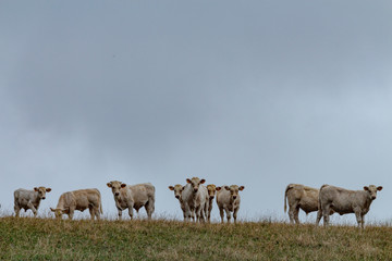 Cows in a field in France