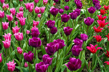 Multi-colored tulips. Spring flowers tulips.