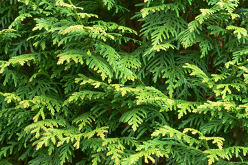 Background from twigs of larch. Larch green branches.