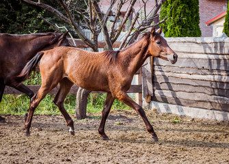 A gnawing young horse is playing on the farm in the pen