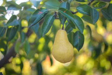 Bio pear on the tree in orchard