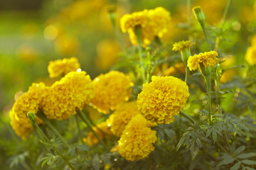 Yellow Marigold Flowers  In Field