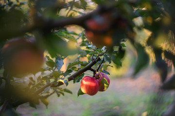 Bio apples on the tree in orchard
