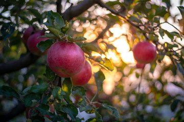 Bio apples on the tree in orchard