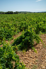 Fototapeta na wymiar High quality french wine production, red wine ripe grapes plants growing in Chateauneuf de Papes, Provence, France