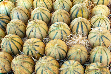 Melons from Cavaillon, ripe round charentais honey cantaloupe melons on local market in Provence,...