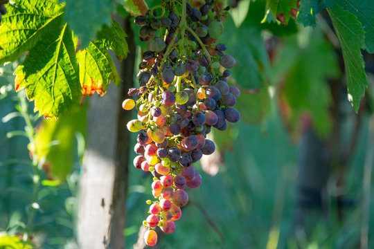 Bio winery red wine grape vineyard in Provence, south of France
