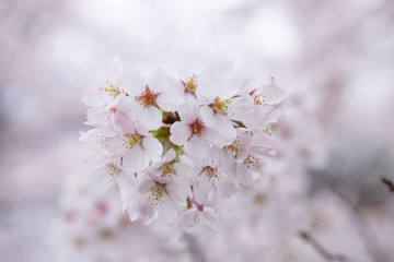 20160403_1247_小金井公園