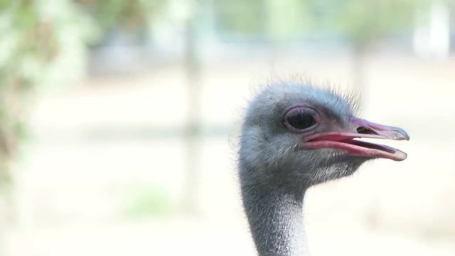 African ostrich looking, slow motion