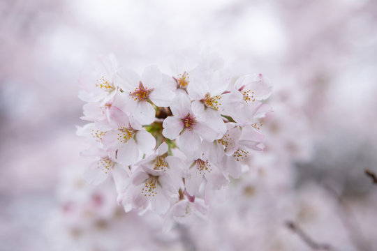 20160403_1247_小金井公園