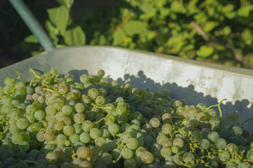 harvest of white grapes for wine