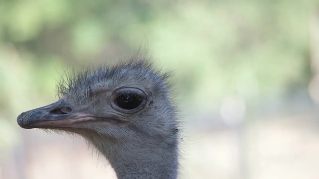 head of an African ostrich
