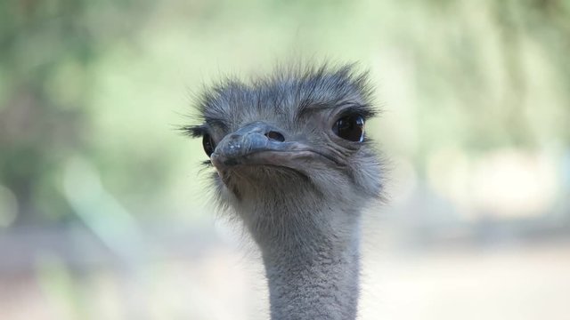an African ostrich
