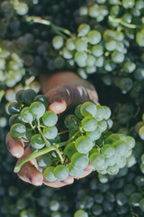 hand holding grapes