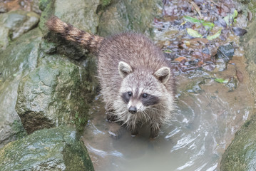 Obraz premium common raccoon, funny animal climbing in the river 