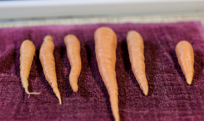 carrots on the fabric
