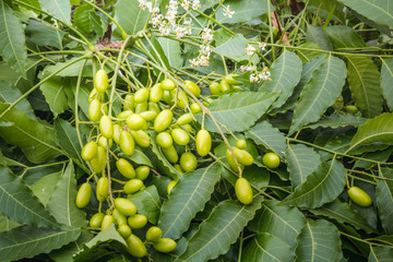 Medicinal neem leaves with fruits close up