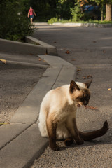 Imprudent Multicolored stray cat sitting on the natural background 